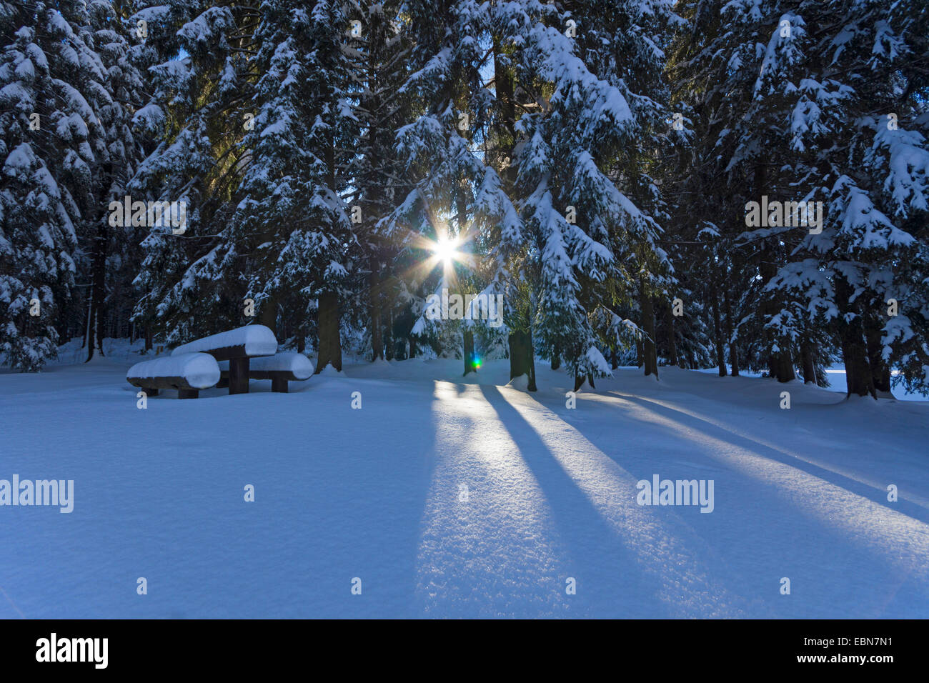 Sole splende attraverso nevoso inverno foresta, Germania, Sassonia, Jocketa Foto Stock