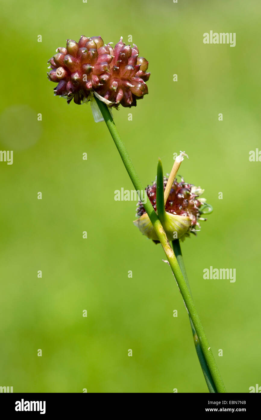 Sabbia porro, erba cipollina, Giant l'aglio (allium scorodoprasum), fioritura, Germania Foto Stock