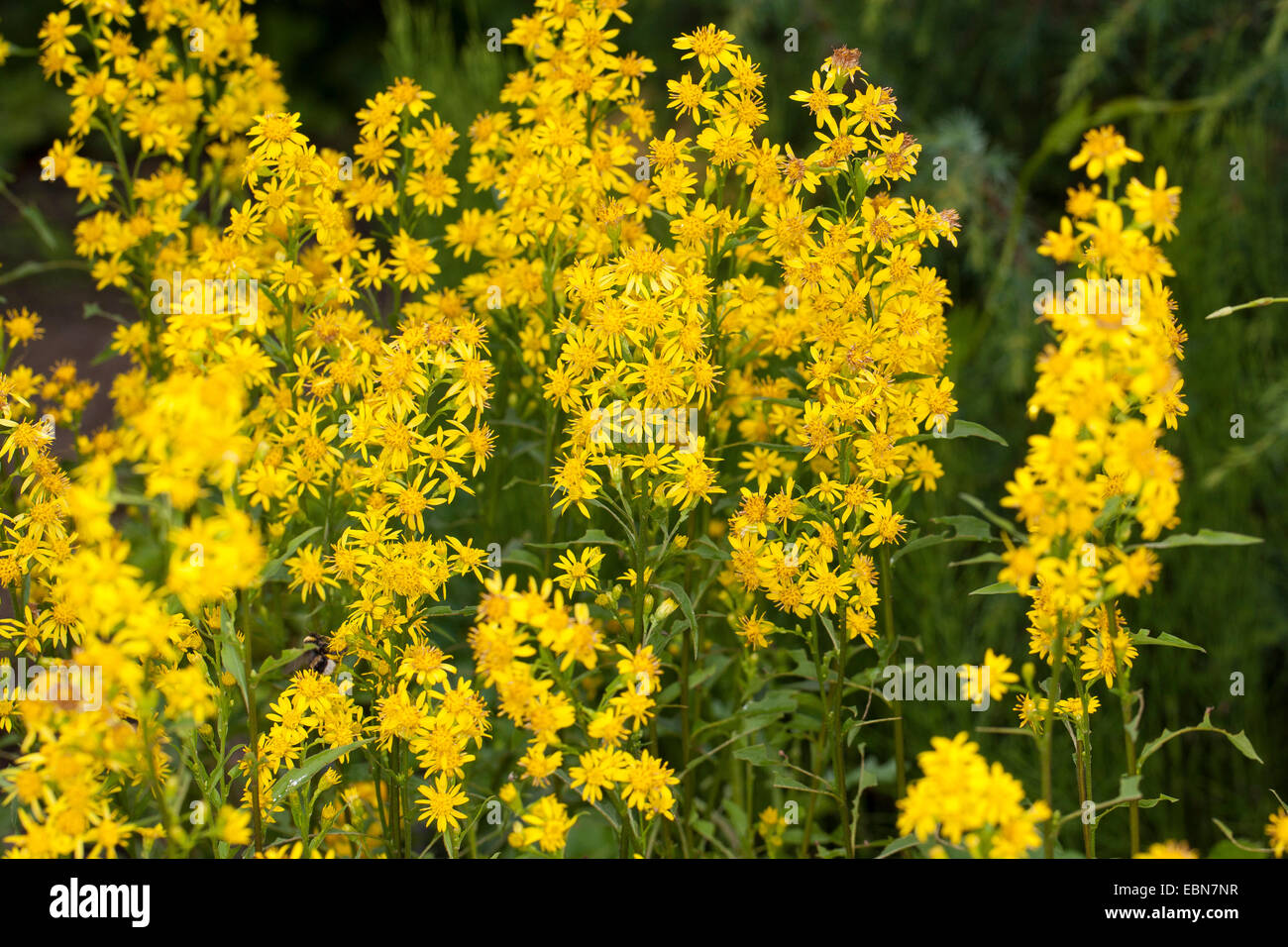 Oro, verga d'oro (Solidago virgaurea), fioritura, Germania Foto Stock