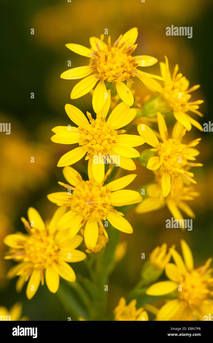 Oro, verga d'oro (Solidago virgaurea), fioritura, Germania Foto Stock