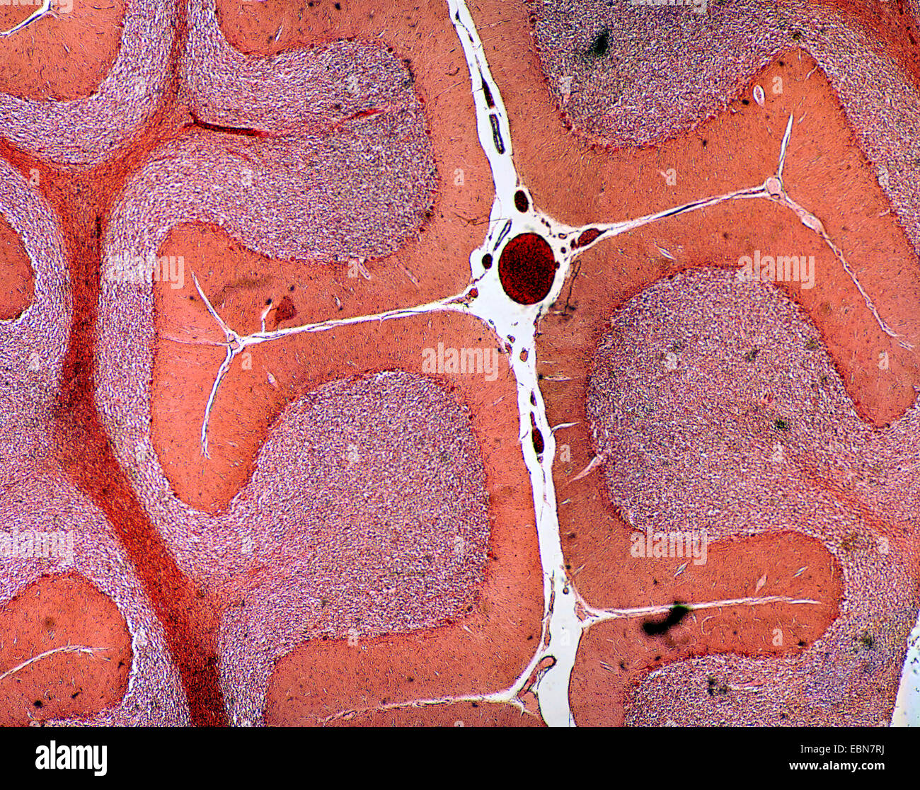 Persone, esseri umani, esseri umani (Homo sapiens sapiens), sezione del piccolo cervello (cervelletto) con cellule di Purkinje Foto Stock