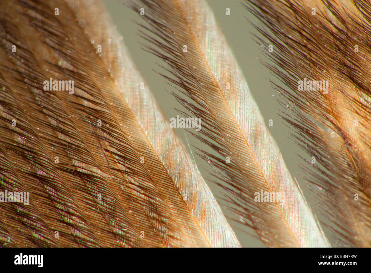 Nord del gufo reale (Bubo bubo), giù di un Norther gufo reale Foto Stock