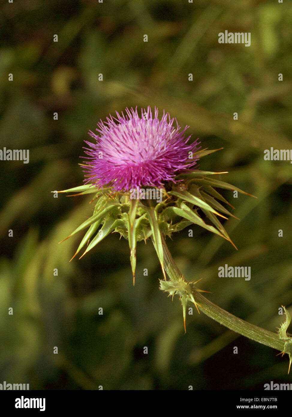 Beata milkthistle, cardo mariano, cardo (Silybum marianum), infiorescenza, Grecia Foto Stock
