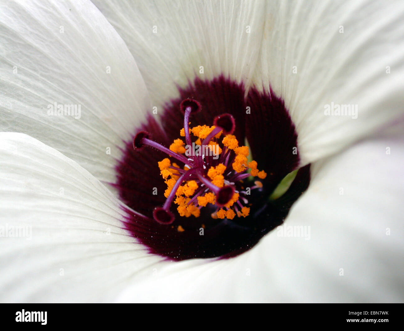 La vescica ketmia, fiore-di-un-ora, venezia malva (Hibiscus trionum), fiore dettaglio Foto Stock