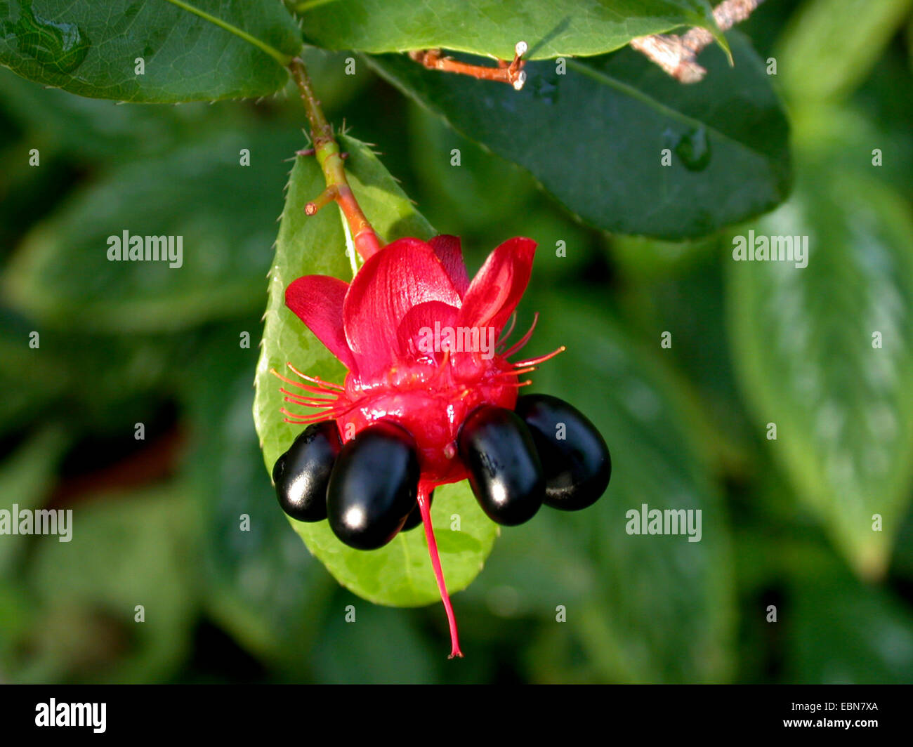 Ochna, Mickey Mouse impianto, Bird's-eye Bush (Ochna kirkii), frutta Foto Stock