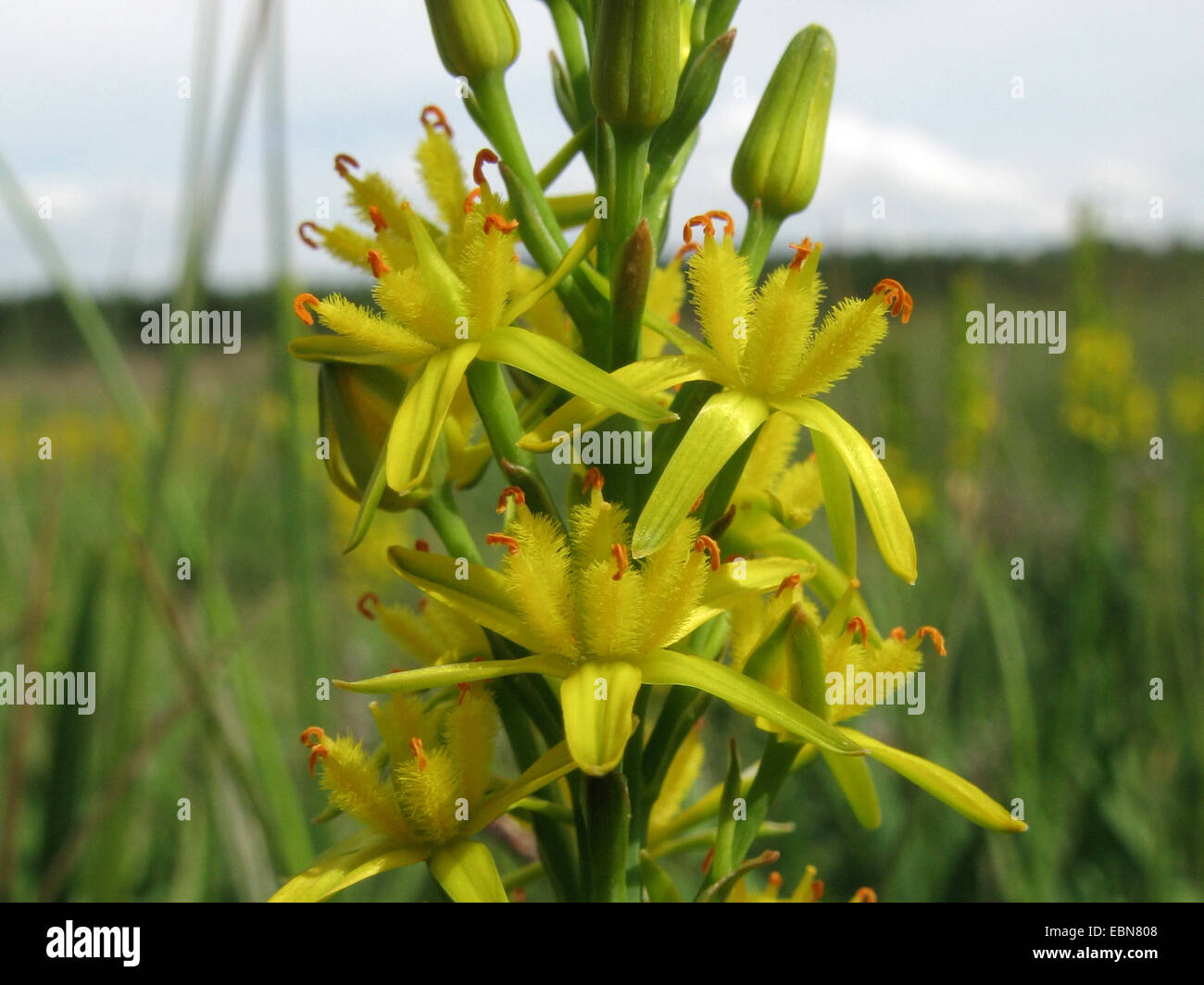 Bog asphodel (Narthecium ossifragum), infiorescenza, dettaglio, in Germania, in Renania settentrionale-Vestfalia Foto Stock