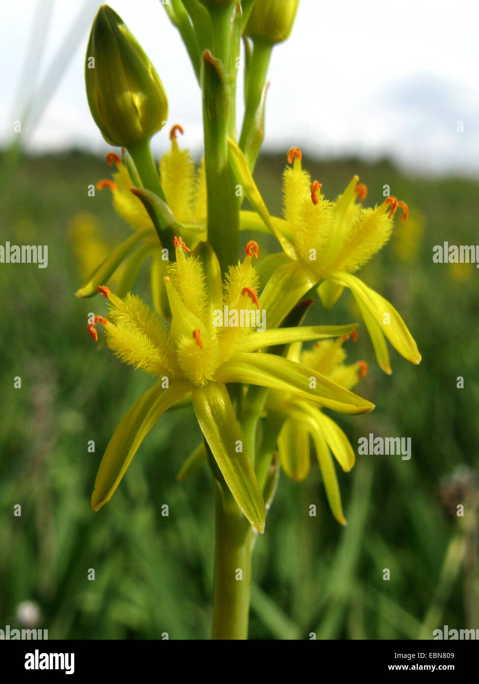 Bog asphodel (Narthecium ossifragum), infiorescenza, dettaglio, in Germania, in Renania settentrionale-Vestfalia Foto Stock