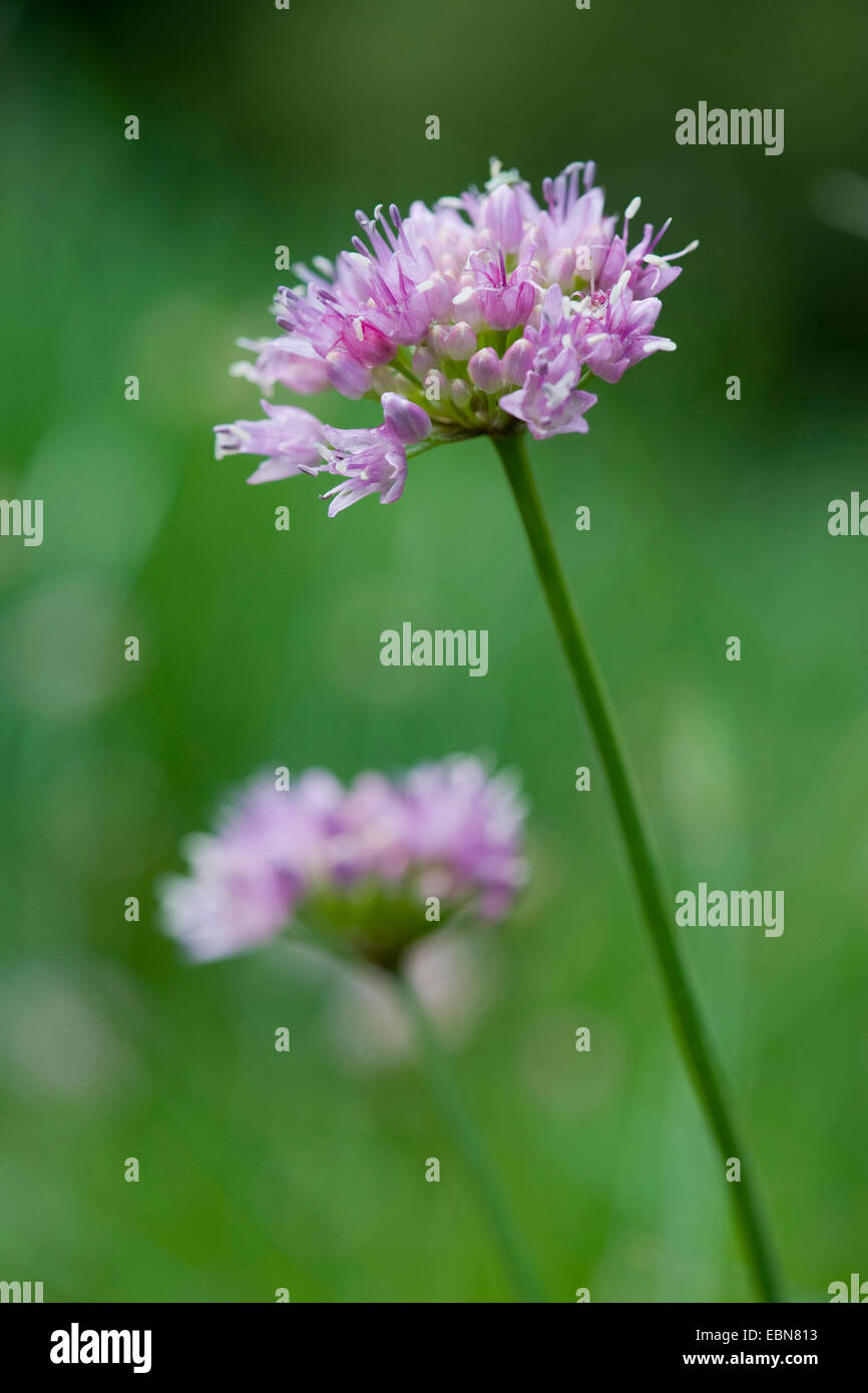 Erba cipollina latifoglie (Allium senescens, Allium senescens ssp. montanum, Allium montanum), fioritura, Germania Foto Stock
