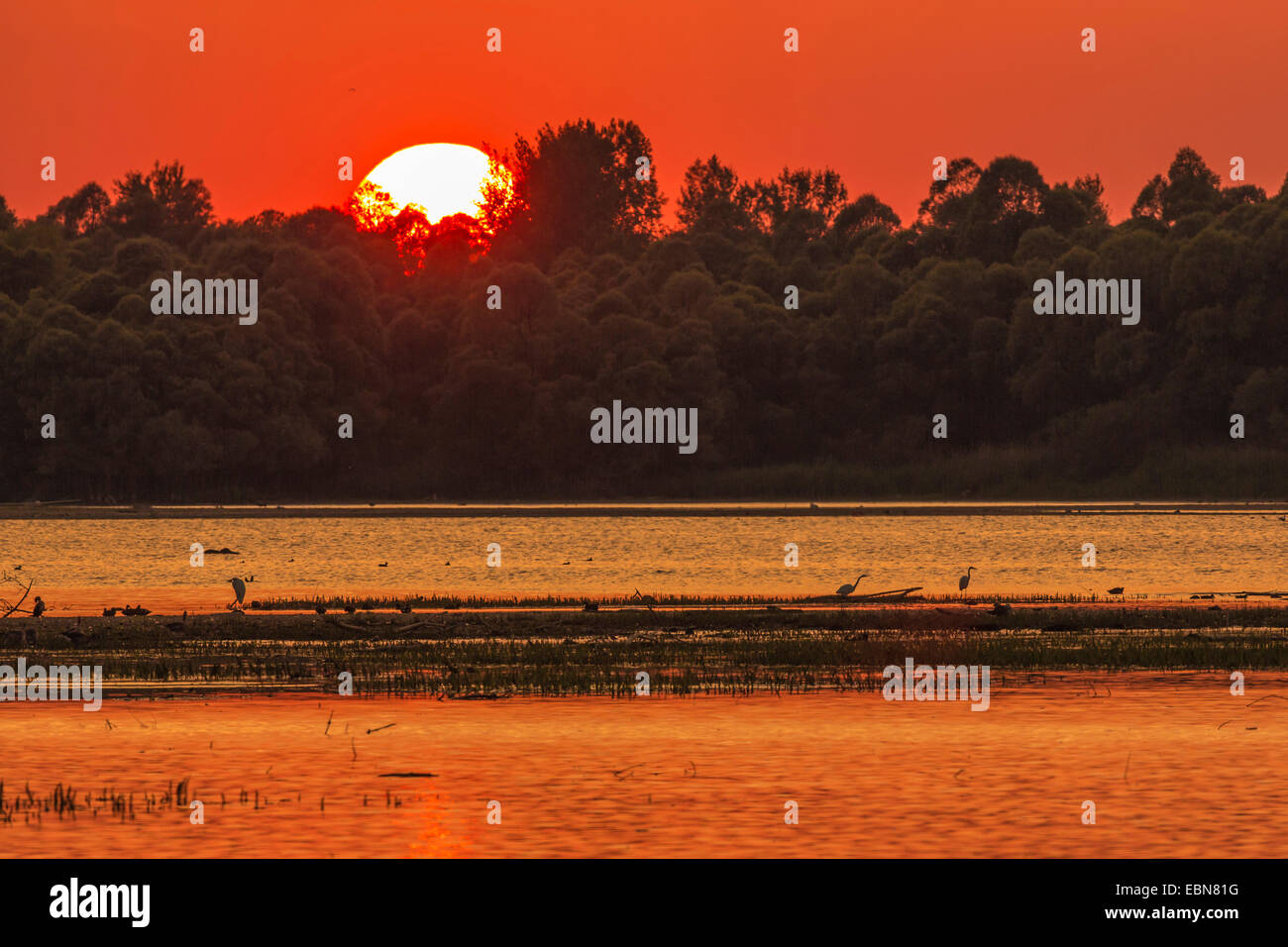 Tramonto al Achendelta con grande garzette in , in Germania, in Baviera, il Lago Chiemsee Foto Stock