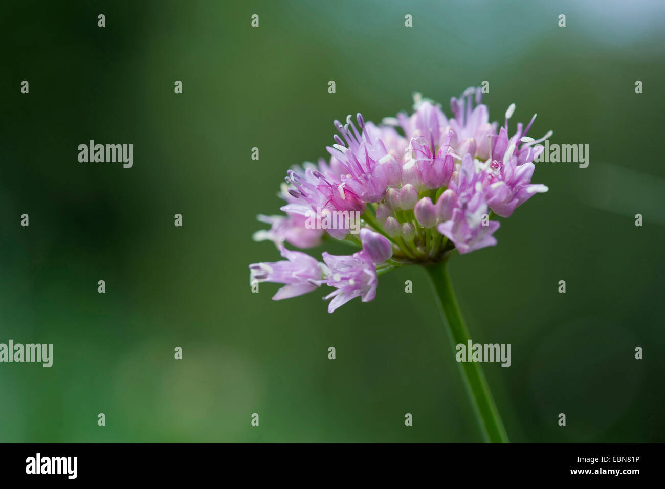 Erba cipollina latifoglie (Allium senescens, Allium senescens ssp. montanum, Allium montanum), fioritura, Germania Foto Stock