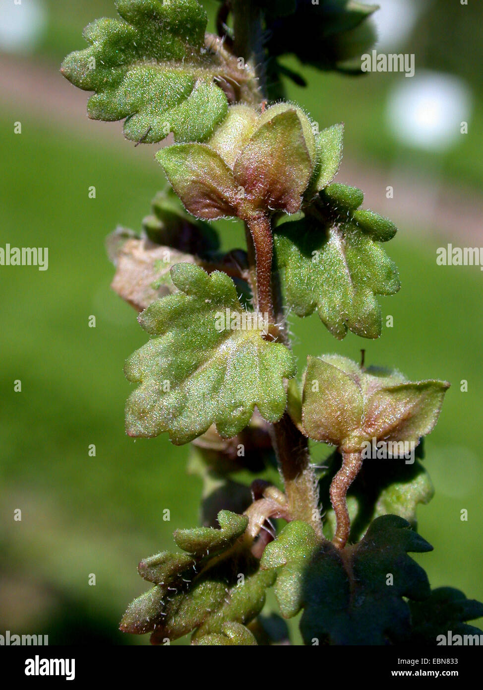 Edicola speedwell, campo grigio-speedwell (Veronica polita), con frutti, Germania Foto Stock