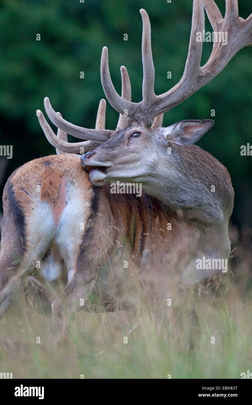 Il cervo (Cervus elaphus), cervo con corna di velluto, Danimarca, Jylland Foto Stock