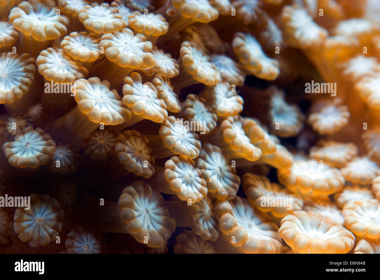 Stony coral (Alveopora spec.), macro shot Foto Stock