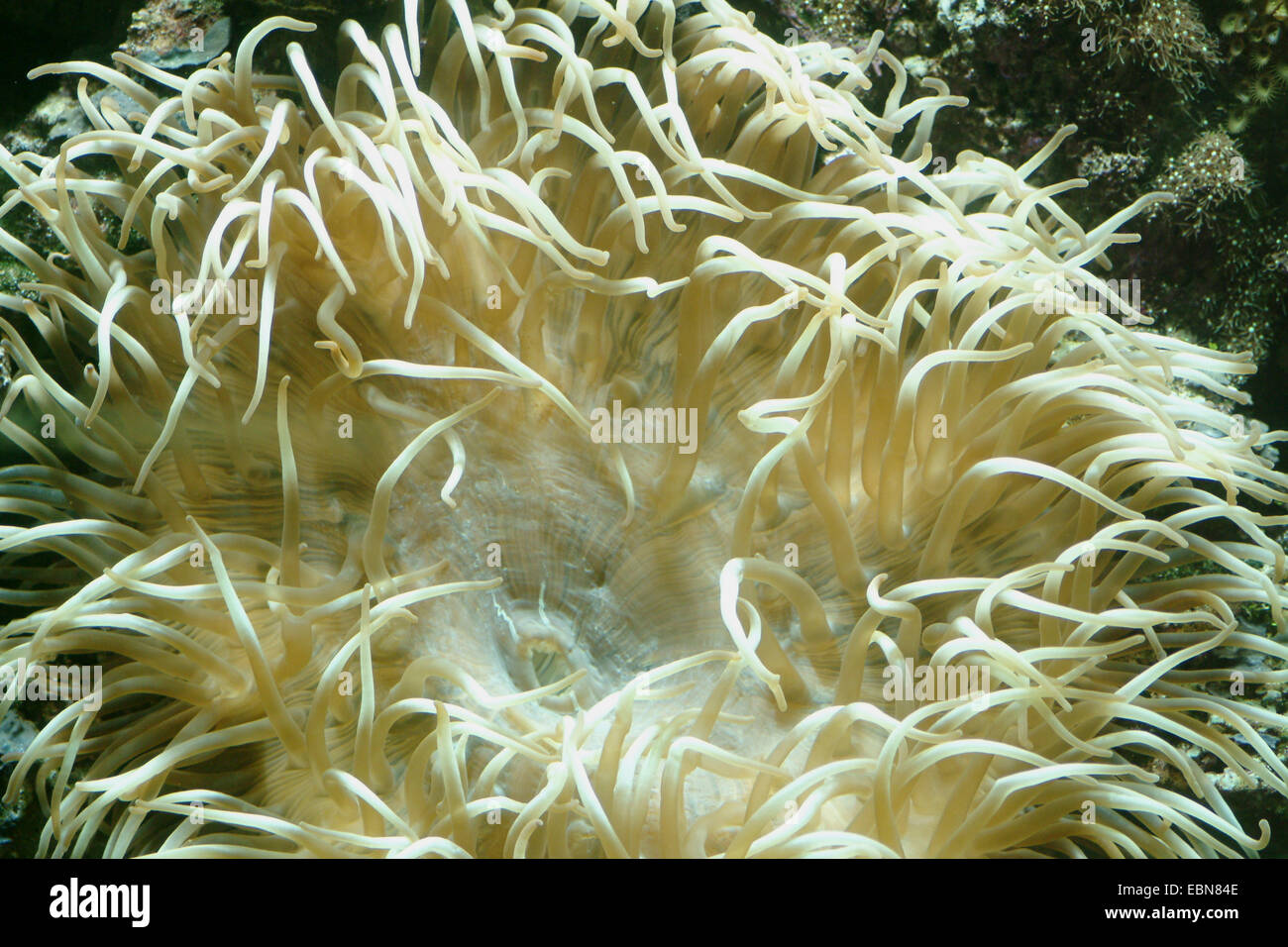 Eleganza Coral (Catalaphyllia jardinei), macro shot Foto Stock