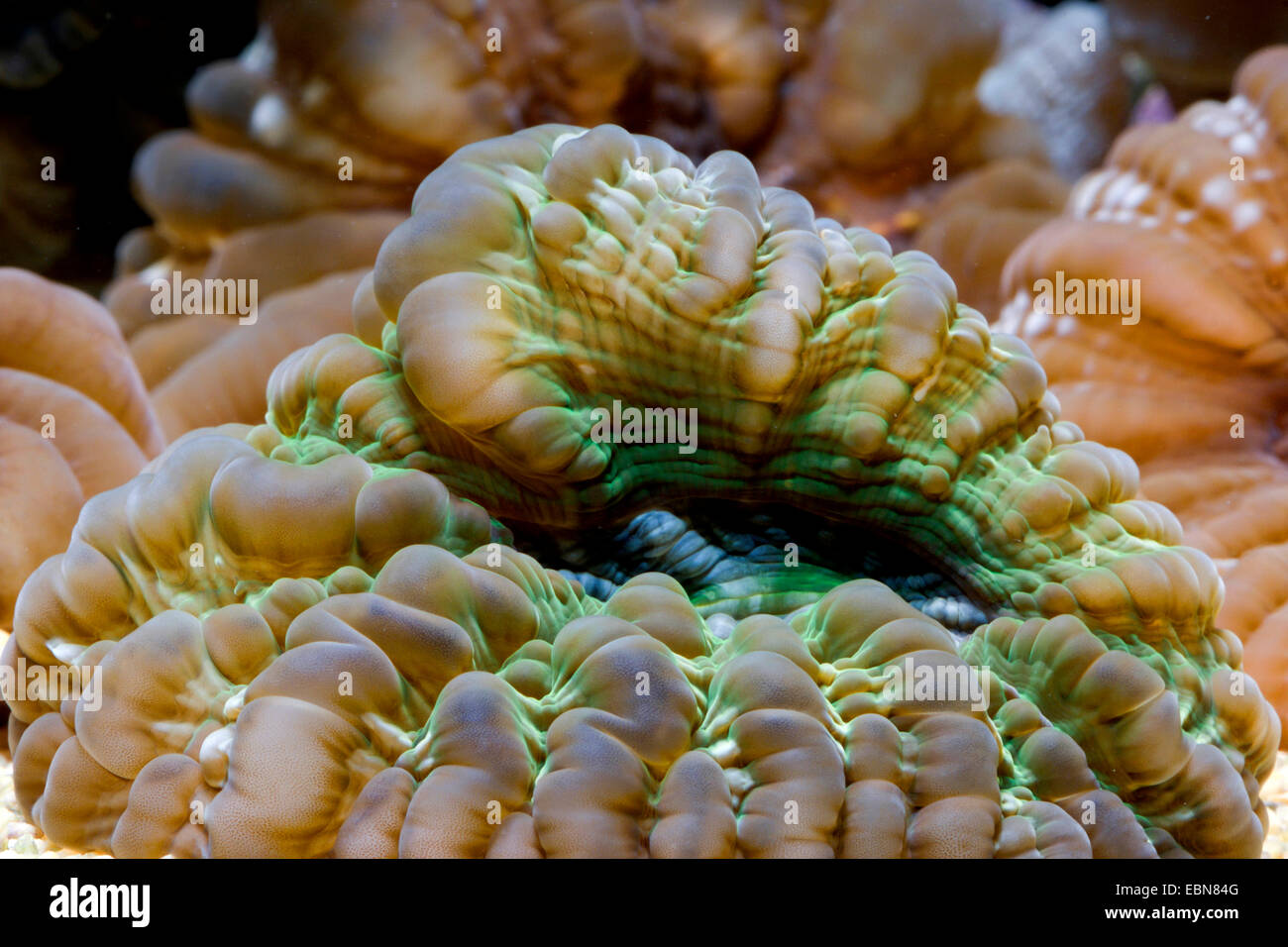 Green occhi di gatto Coral (Cynarina lacrymalis), macro shot Foto Stock