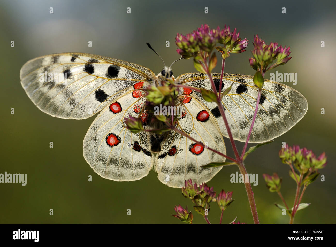 Apollo (Parnassius apollo), seduta sul origano, Origanum vulgare, GERMANIA Baden-Wuerttemberg Foto Stock