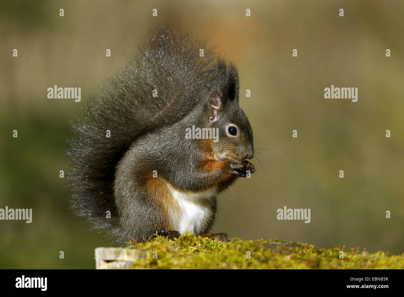 Unione scoiattolo rosso, Eurasian red scoiattolo (Sciurus vulgaris), nero morph seduto su un intoppo di muschio, alimentando un dado, in Germania, in Baviera Foto Stock