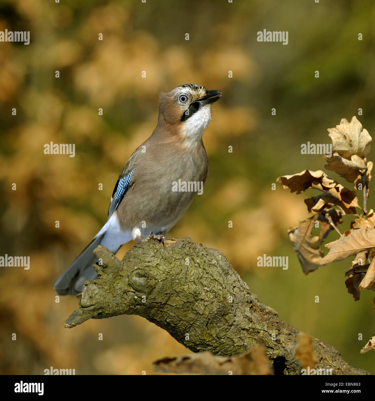 Jay (Garrulus glandarius), seduto su un ramoscello con colorato fogliame di autunno, in Germania, in Baviera Foto Stock
