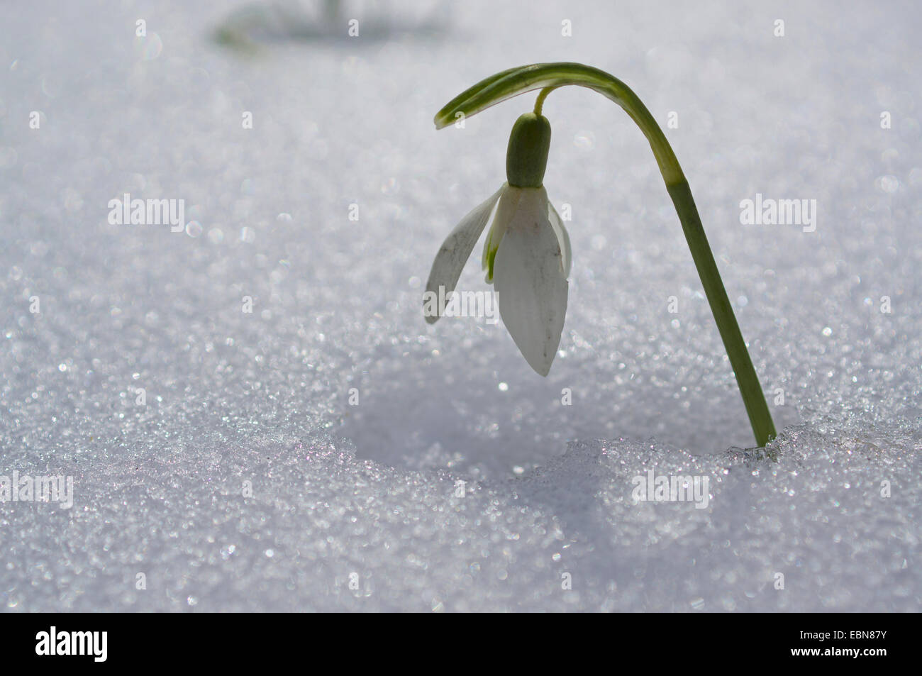 Comune (snowdrop Galanthus nivalis), fiore nella neve, Germania Foto Stock