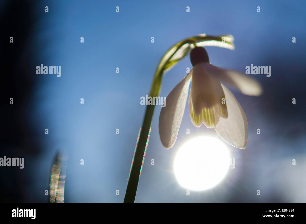 Comune (snowdrop Galanthus nivalis), fiore in controluce, Germania Foto Stock