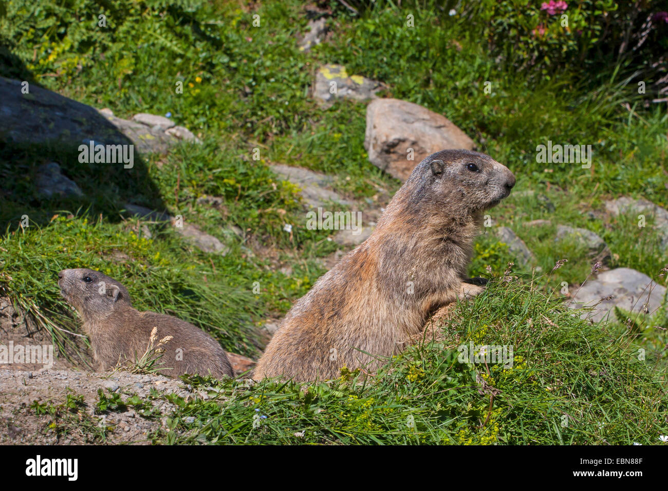 Alpine marmotta (Marmota marmota), marmotte davanti a loro den, Svizzera Vallese Foto Stock