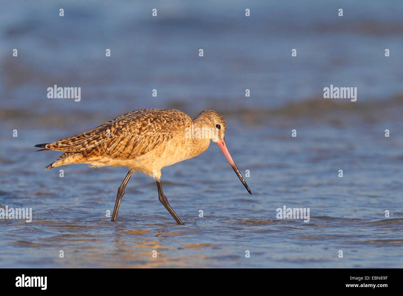 In marmo (godwit Limosa fedoa), in cerca di cibo sulla riva, STATI UNITI D'AMERICA, Florida Foto Stock