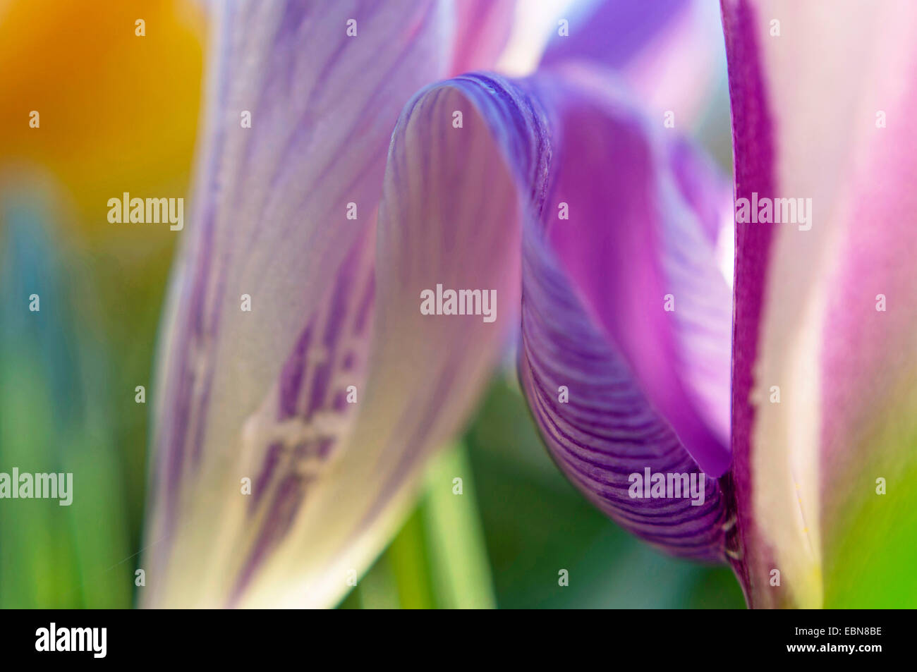 Crocus olandese, molla crocus (crocus vernus, Crocus neapolitanus) il dettaglio del fiore Foto Stock