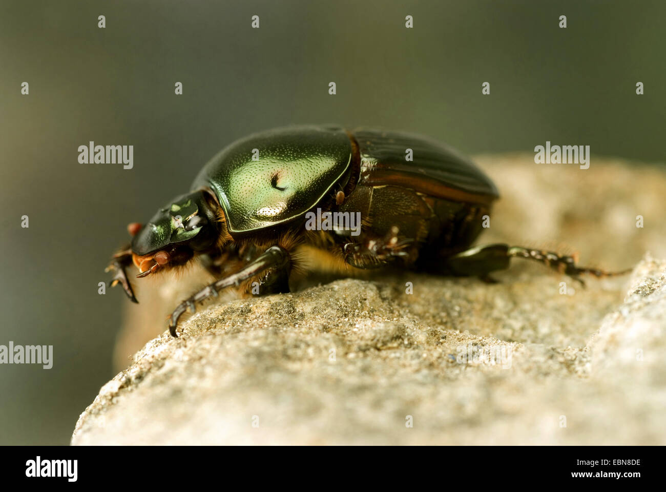 Scarabeo sacro beetle, scarabeo egizio (Scarabaeus sacer), vista laterale Foto Stock