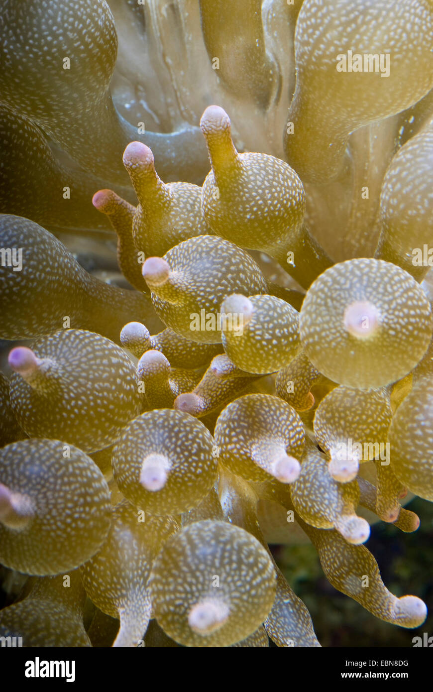 Quattro-colorato anemone, bubble-punta anemone, bulbo-punta anemone, bulbo-tentacolo anemone marittimo, maroon (anemone Entacmaea quadricolor), macro shot Foto Stock