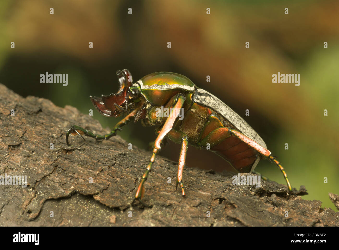 Rose, chafer Sun beetle (Taurhina bertolonii, Ranzania bertolinii), vista laterale Foto Stock