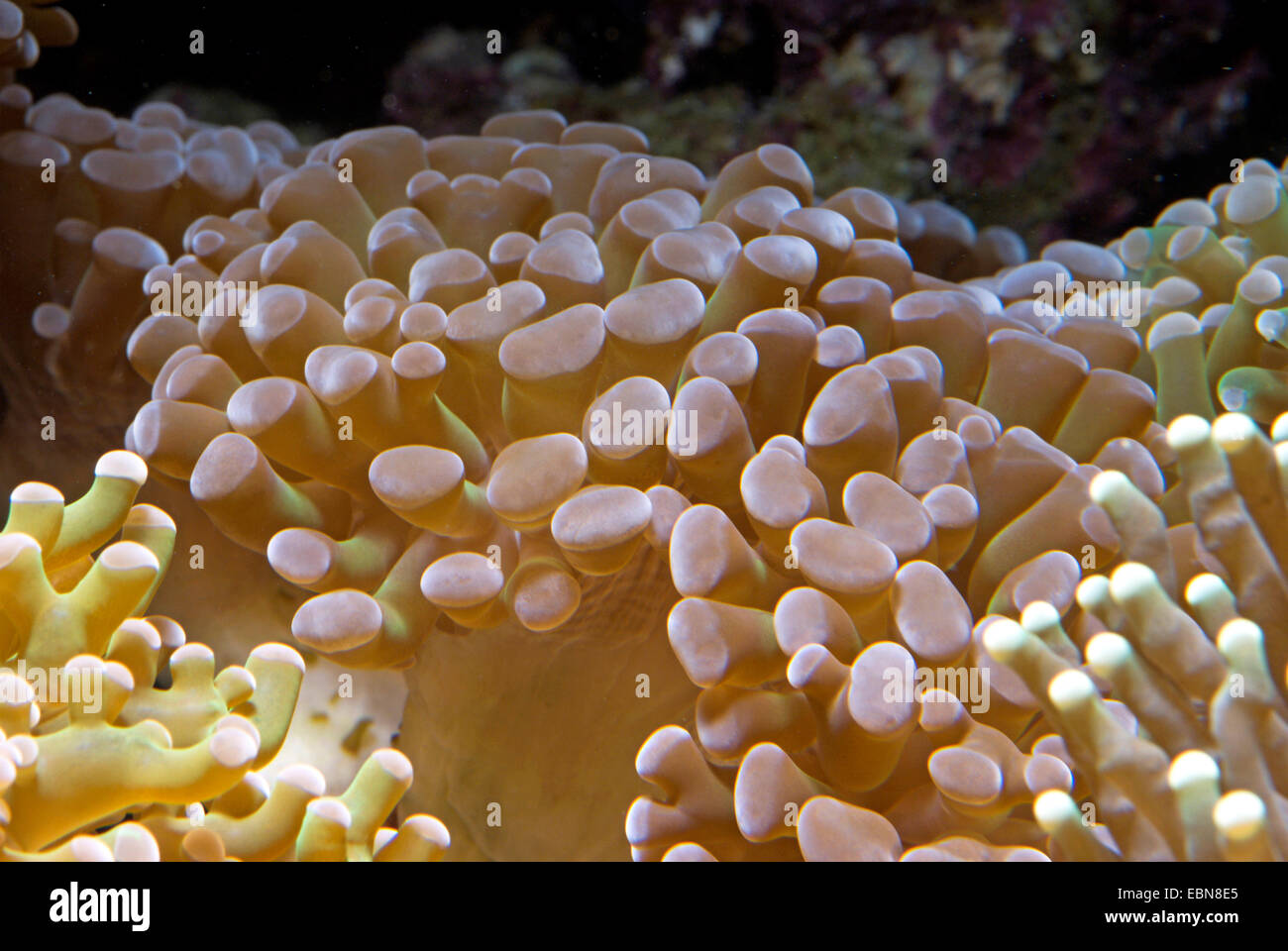 Torcia Coral (Euphyllia spec.), macro shot Foto Stock