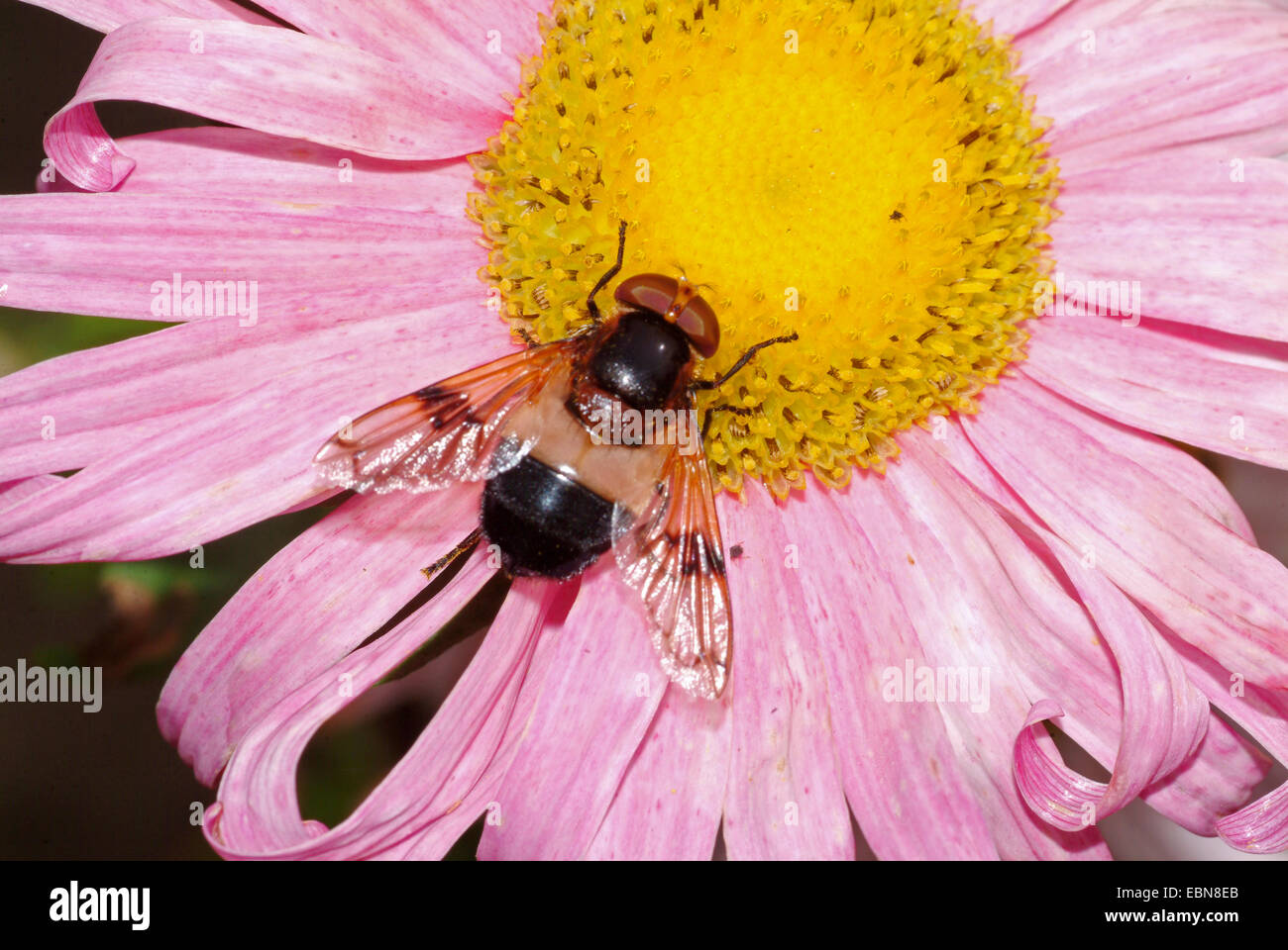 Hoverfly pellucida, volare pellucida (Volucella pellucens), seduto su un fiore, Germania Foto Stock