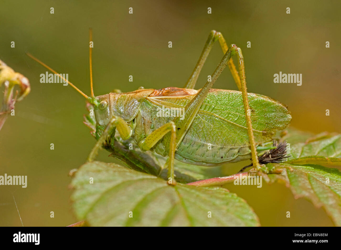 Spasmi bushcricket verde (Tettigonia cantans), seduta su una foglia, Germania Foto Stock
