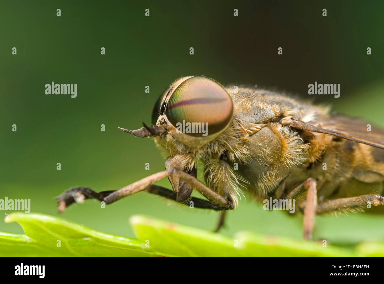 Band-eyed Horsefly marrone (Tabanus bromius), seduta su una foglia, Germania Foto Stock