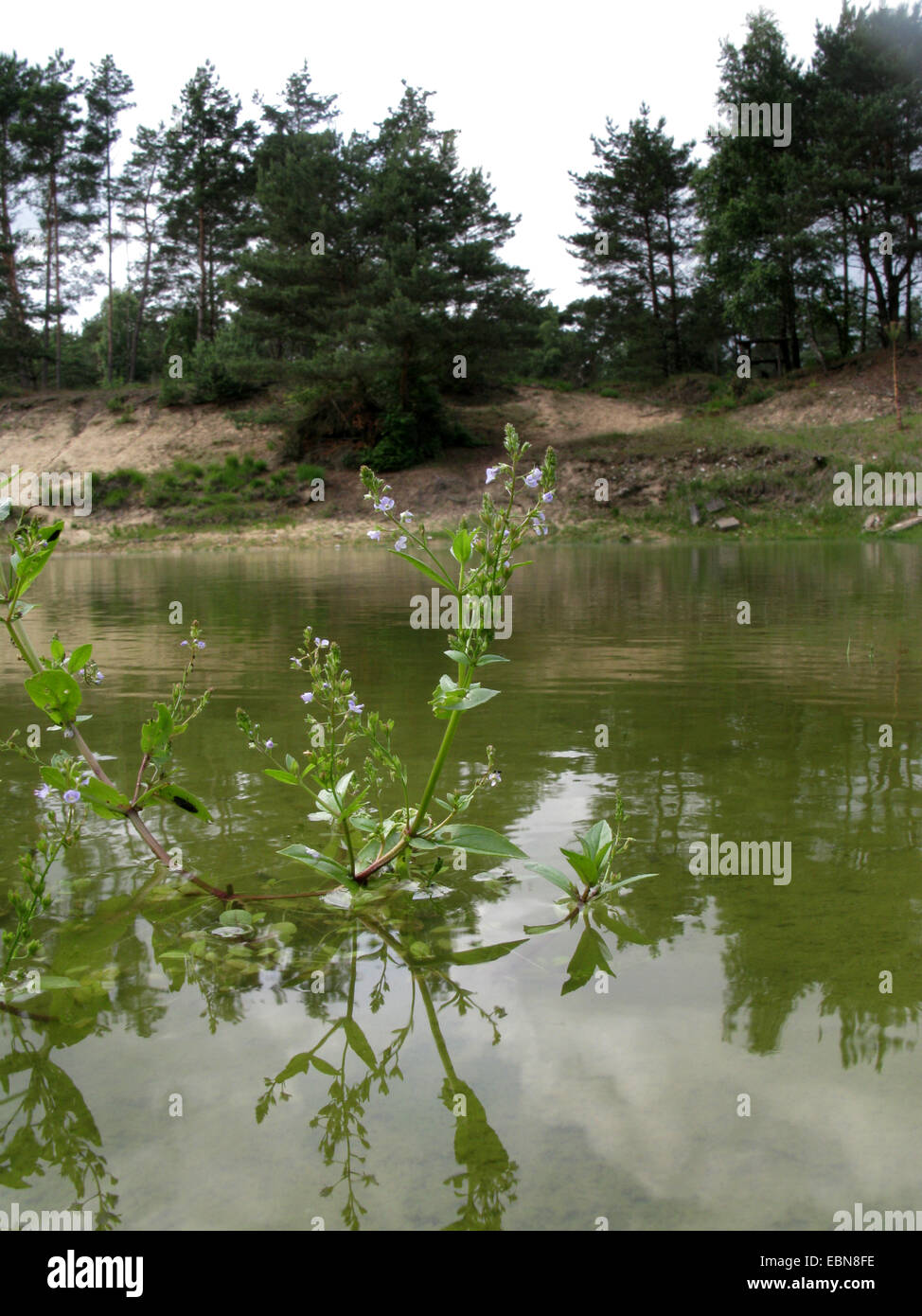 Acqua speedwell, acqua blu-speedwell, Brook-pimpernell (Veronica anagallis-aquatica), che fiorisce in un stagno, in Germania, in Renania settentrionale-Vestfalia Foto Stock