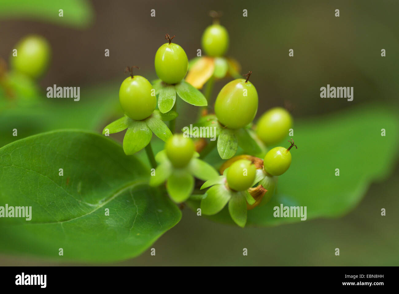 Tutsan (Hypericum androsaemum), con frutti di Jung Foto Stock