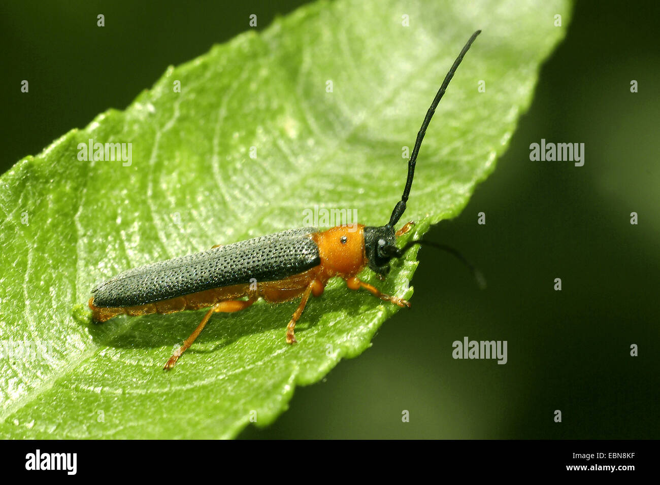 Twin spot longhorn beetle (Oberea oculata), su una foglia, Germania, Hesse Foto Stock