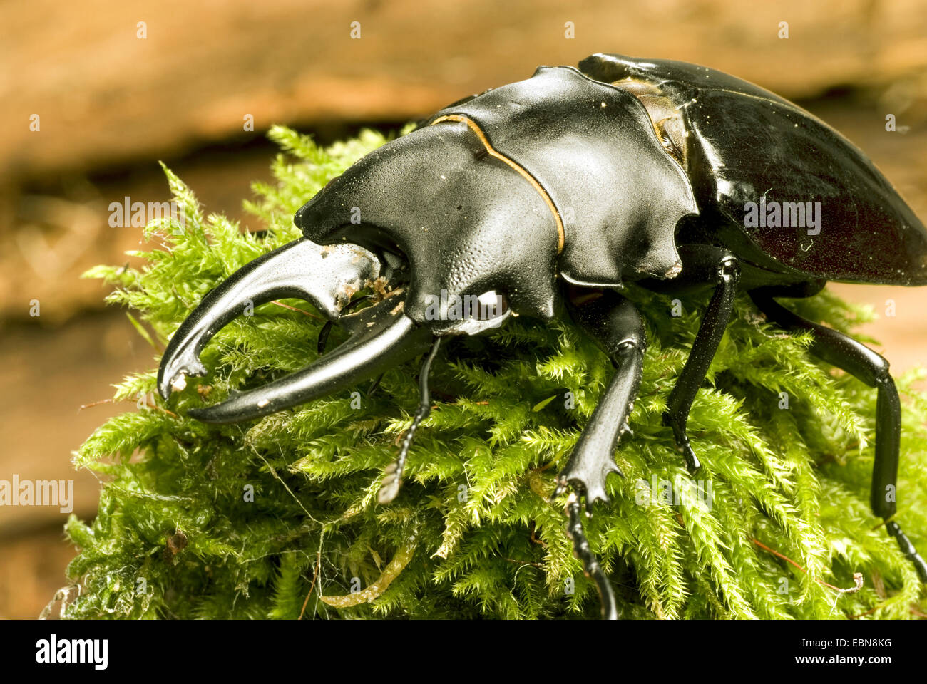 Stag beetle, Odontolabis bellicosa (Odontolabis bellicosa), maschio, vista da vicino Foto Stock