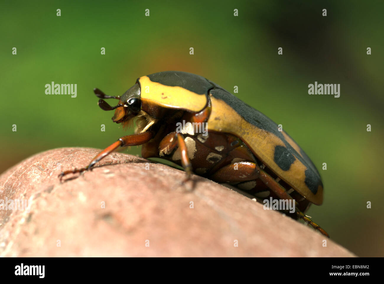 Rose, chafer Sun Beetle (Pachnoda impressa, Pachnodella impressa), macro shot Foto Stock