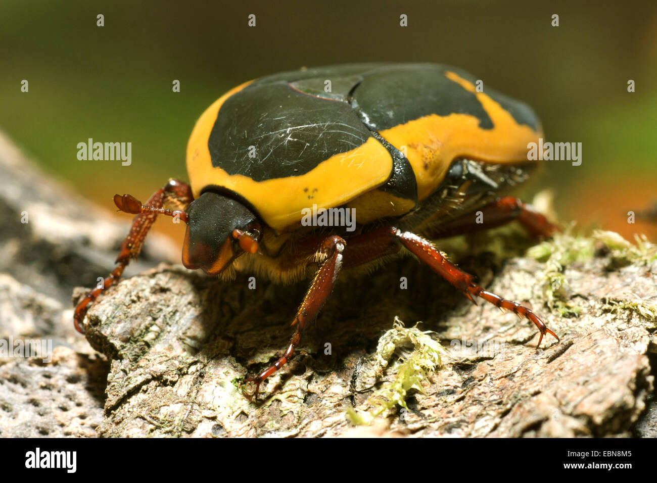 Rose, chafer Sun Beetle (Pachnoda ephippiata), vista frontale Foto Stock