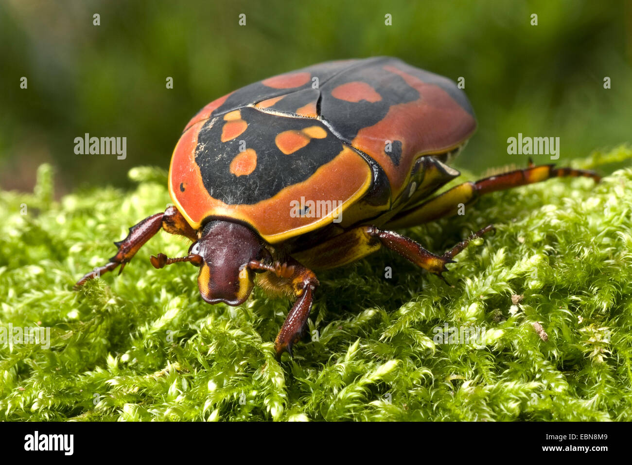 Rose, chafer Sun Beetle (Pachnoda trimaculata), vista frontale Foto Stock