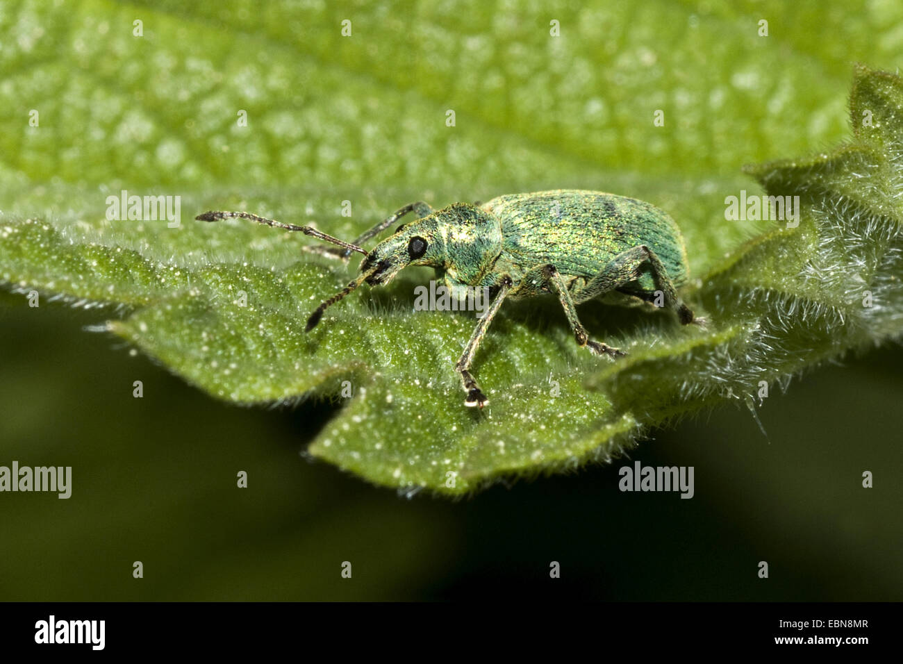 Comune curculione foglia (Phyllobius pyri), su una foglia, Germania Foto Stock