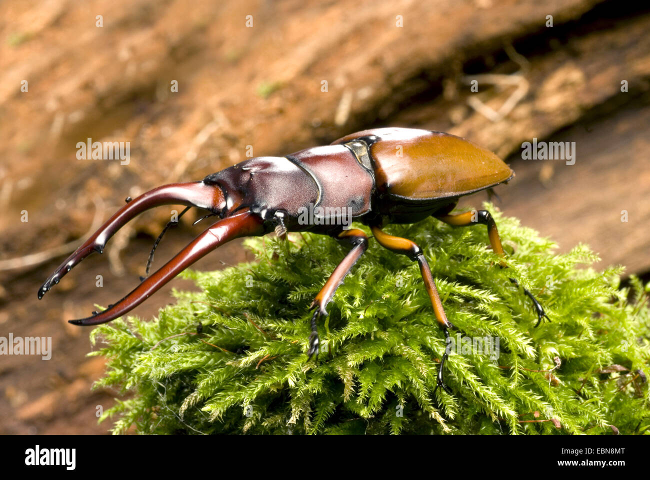Comune di cervo rosso (Prosopocoilus astacoides), vista laterale Foto Stock