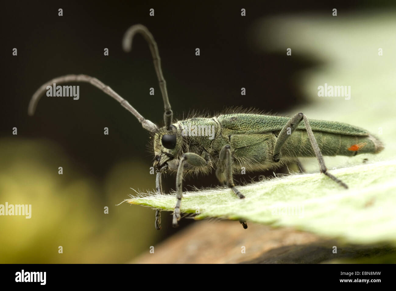 Paterson della maledizione stelo beetle, Longicorn Beetle (Phytoecia coerulescens), vista laterale, Germania, Hesse Foto Stock