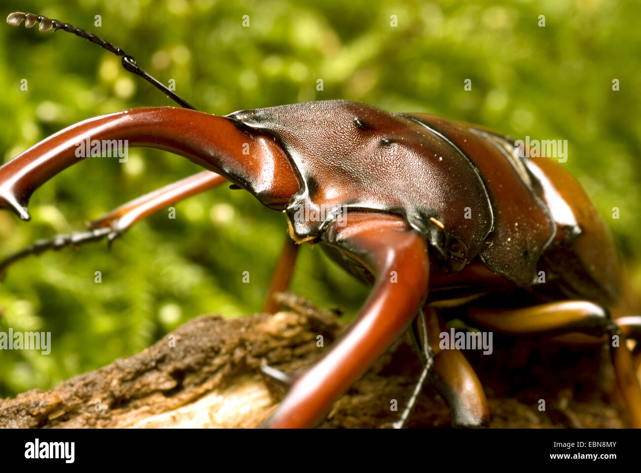 Comune di cervo rosso (Prosopocoilus astacoides), il ritratto di un maschio Foto Stock