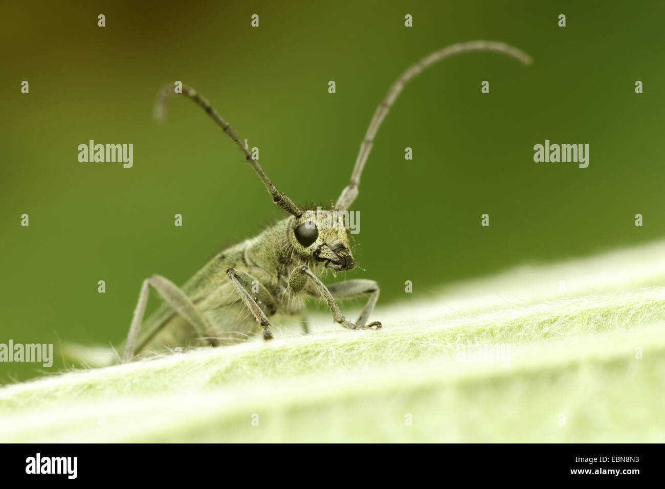 Paterson della maledizione stelo beetle, Longicorn Beetle (Phytoecia coerulescens), vista frontale, Germania, Hesse Foto Stock