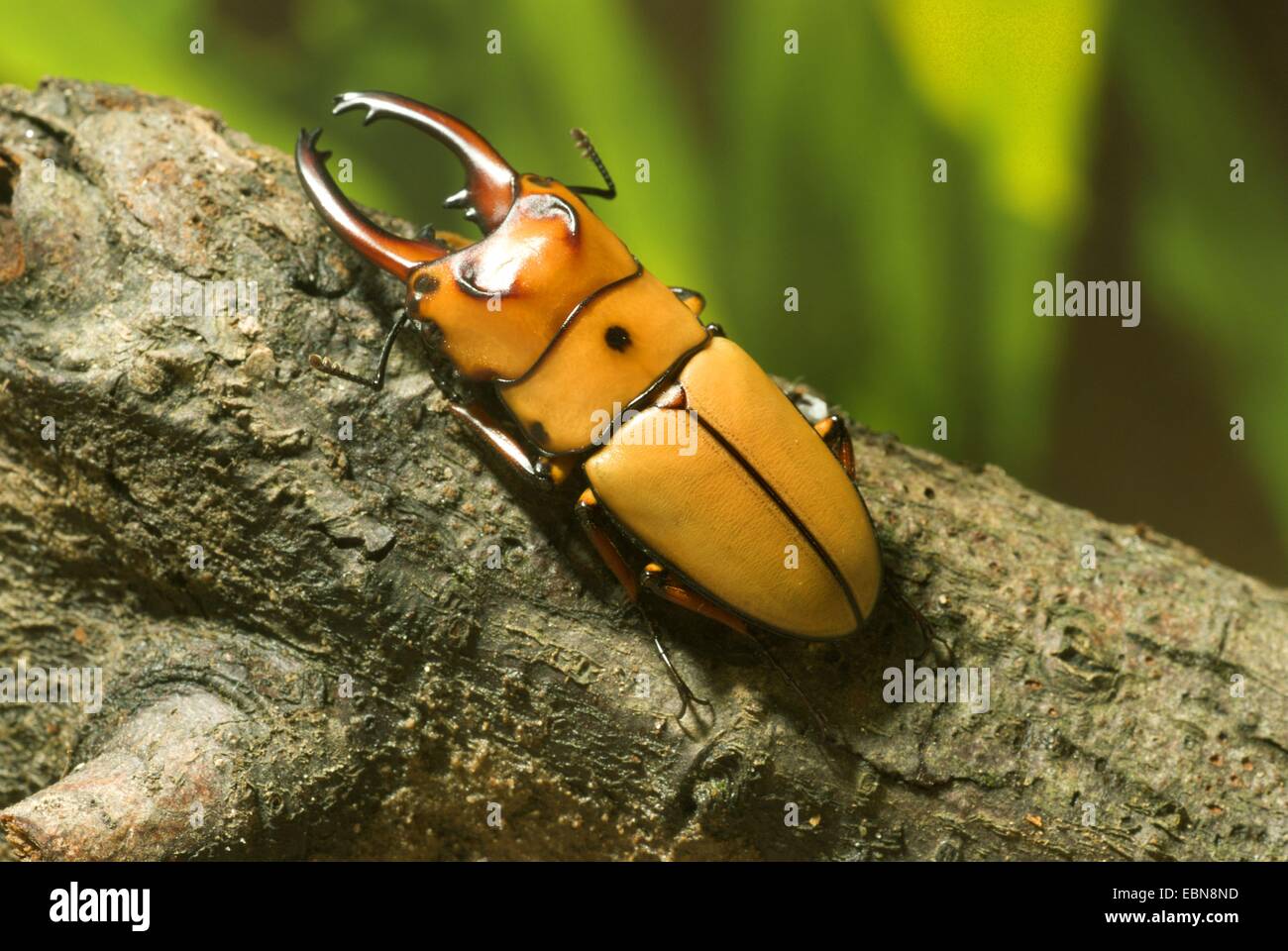 Atag beetle (Prosopocoilus occipitalis), maschio, ad alto angolo di visione Foto Stock