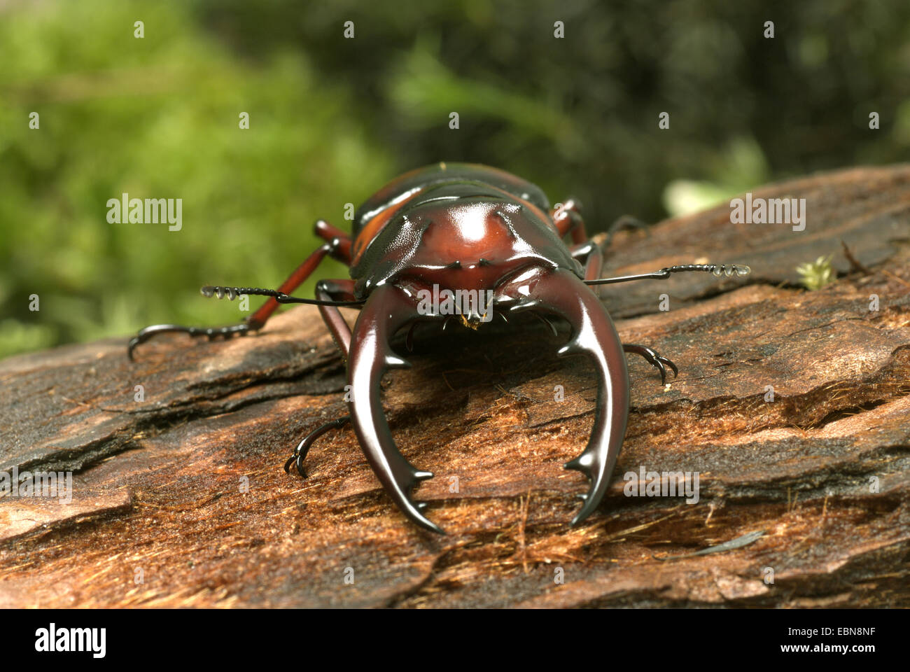 Stag beetle (Prosopocoilus mirabilis), il ritratto di un maschio Foto Stock