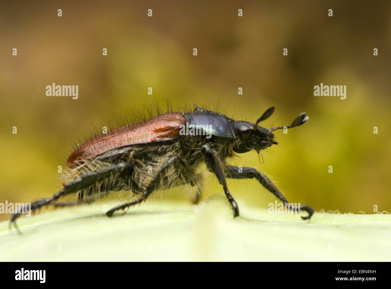 Giardino chafer, giardino fogliame Beetle (Phyllopertha horticola, Phylloperta horticola), vista laterale, Germania Foto Stock