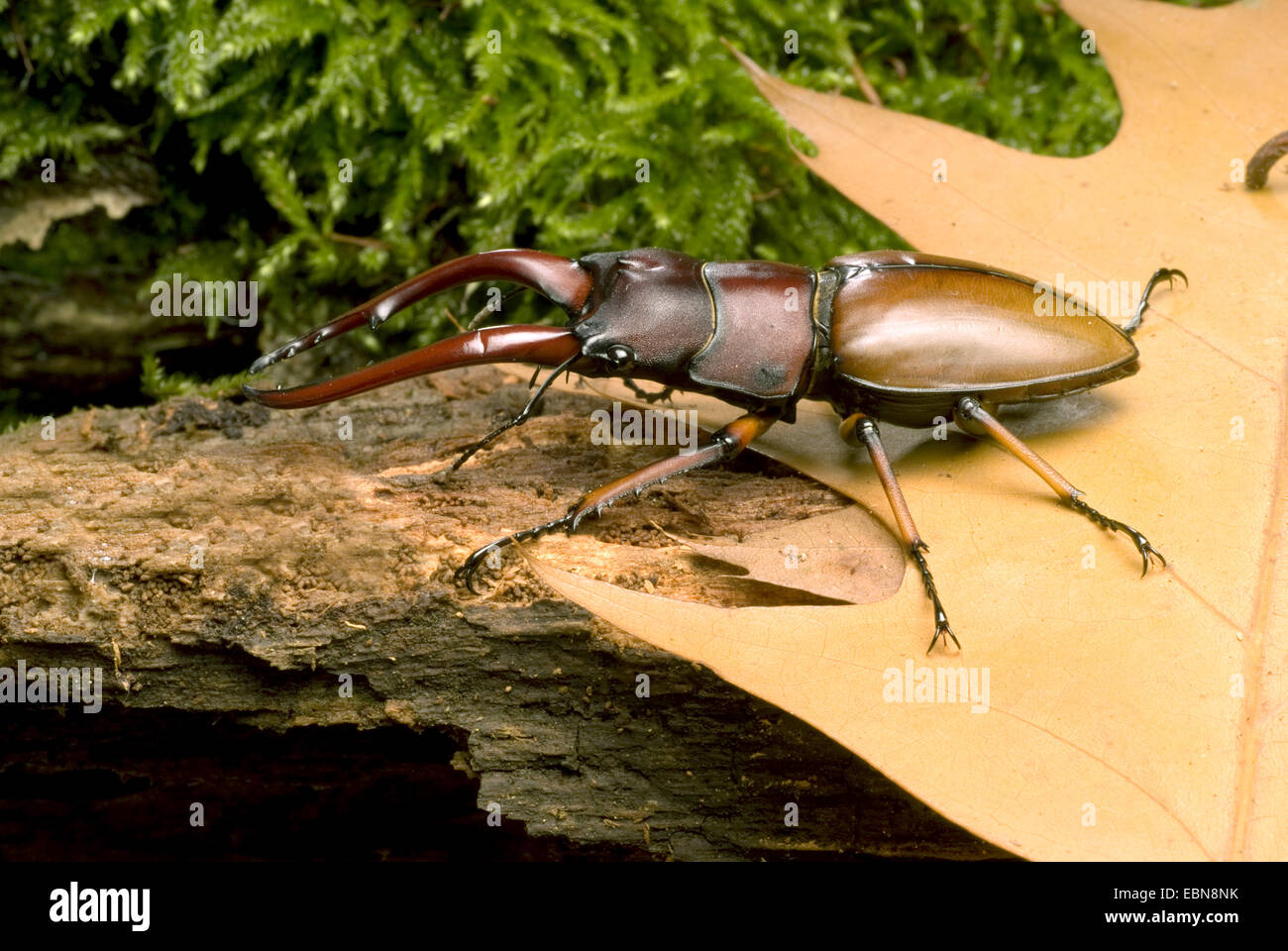 Comune di cervo rosso (Prosopocoilus astacoides), vista laterale Foto Stock